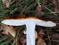Légyölő galóca (Amanita muscaria), Őrség